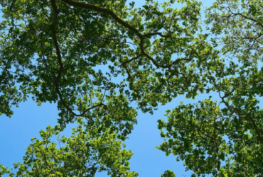 Environmental Law