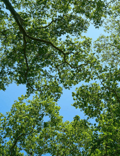 Environmental Law